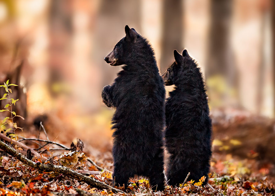 Black bear cubs